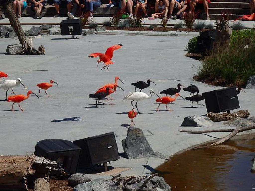 101PARC AUX OISEAUX DANS L AIN 2016 3_000044.jpg